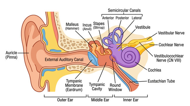 Detailed anatomical illustration of a human ear with labeled parts including the outer, middle and inner ear structures.
