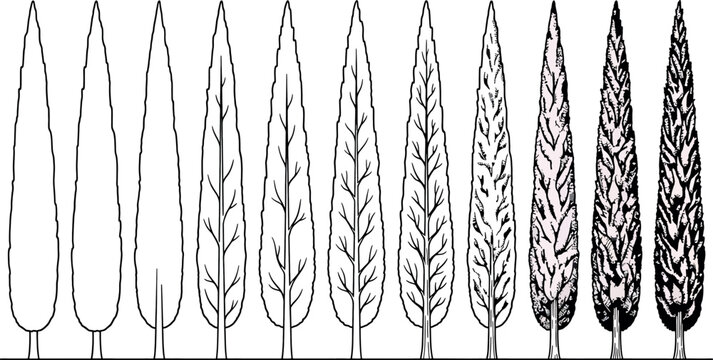 Stepbystep drawing tutorial showing how to draw a tall slender italian cypress tree in a series of stages