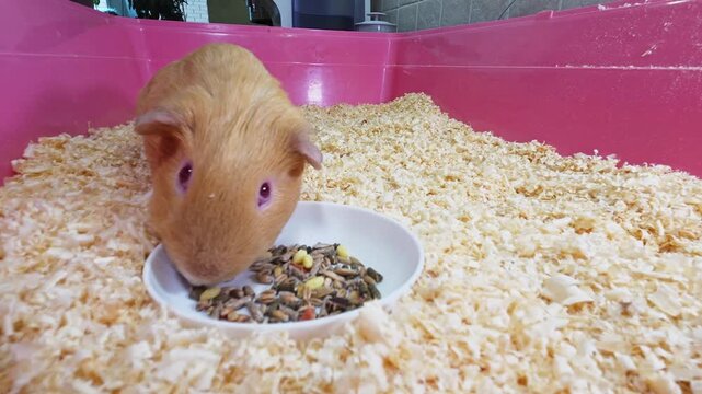 Guinea pig enjoys fresh meal in soft cage bedding
