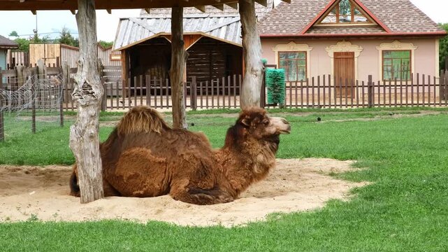 A brown camel with one hump lying down in a sandy area under a rustic wooden shelter on a sunny day. Life of animals in a zoo. High quality 4K footage.