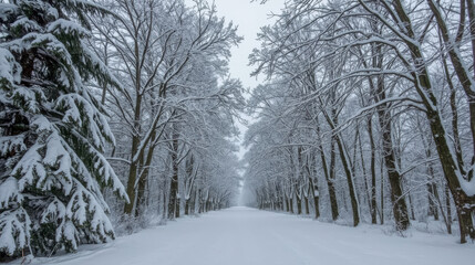Obraz premium Snowy tree lined avenue in winter forest with fresh snow and soft overcast light