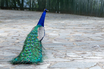Obraz premium Male Indian peacock Pavo cristatus standing on stone pavement with folded train feathers showing beautiful iridescent eyespots plumage, back view with copy space