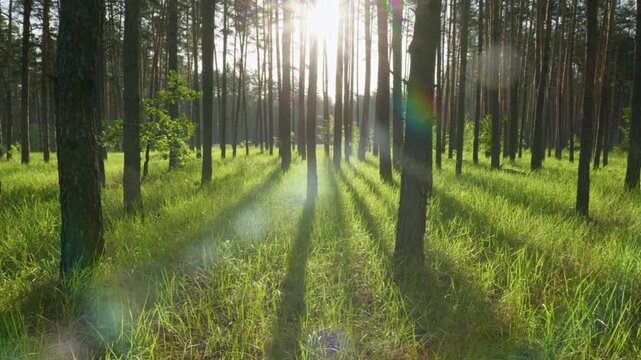 Sunlight filtering through forest trees with green grass