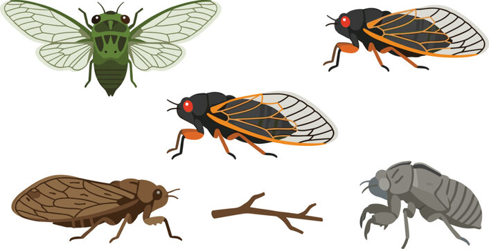 Cicada Insect Vector Illustration Featuring Green, Black, Brown Species with Wings, Red Eyes, Molted Shell, and Twig