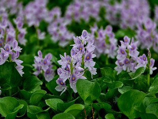 Obraz premium Water hyacinth flower bloom in a pond.Pontederia crassipes (formerly Eichhornia crassipes), commonly known as common water hyacinth, is aquatic plant .Anecdotally,it is known as the 