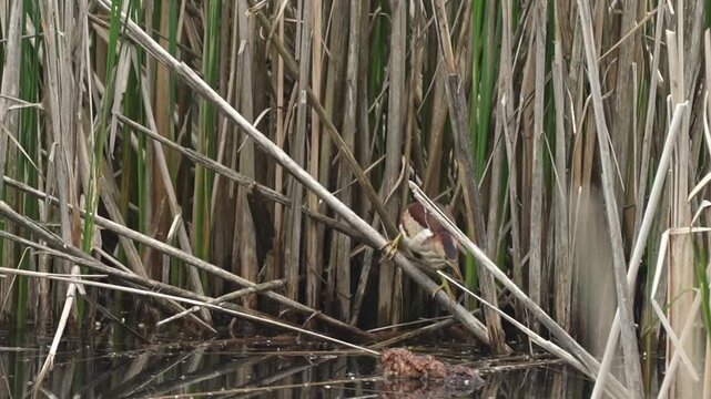 American bittern standing alert in marsh vegetation while searching for prey in a wetland habitat.