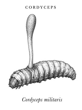 Adaptogen Cordyceps Mushroom illustration for energy and athletic performance. Hand-drawn vintage sketch of a parasitic fungus used in traditional Chinese medicine