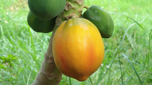 Ripe papaya on the tree with young fruits