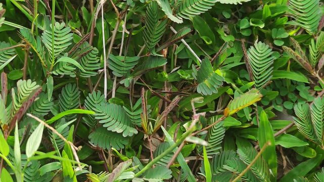 Ground Mimosa Growing Everywhere