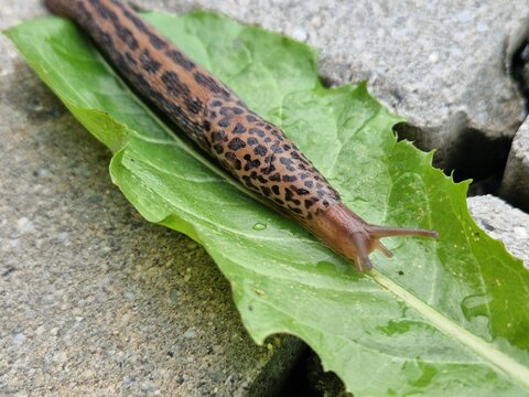Wundersch&ouml;ner Tigerschnegel