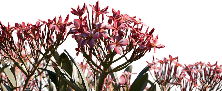 Plumeria rubra flowers on roadside trees against a stark, white, and sharply defined background