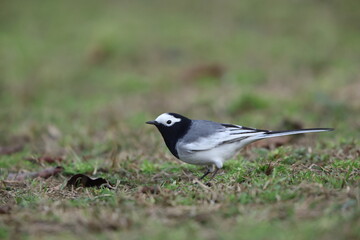 Fototapeta premium White Wagtail (Motacilla alba personata) in North India