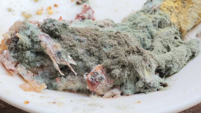 Food Mold on a White Plate