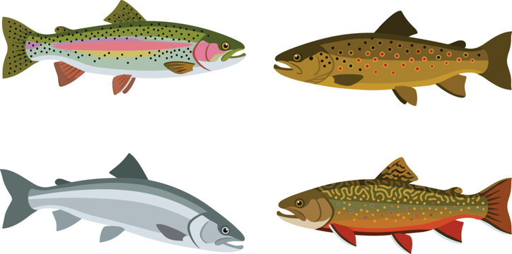 Trout and Salmon Freshwater Vector Illustration Featuring Rainbow, Brown, Brook Species with Distinct Colors and Patterns