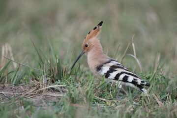 Eurasian Hoopoe (Upupa epops) in Japan © feathercollector
