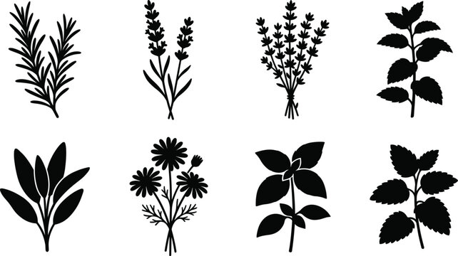 Culinary and medicinal herbs vector silhouette icon set featuring rosemary lavender mint basil thyme and chamomile