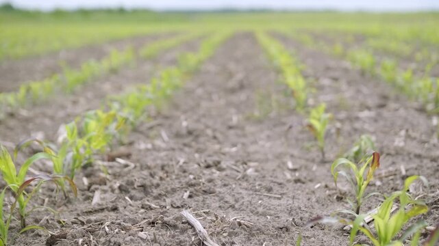 Low angle tracking shot of a farmer's legs in black boots and light blue jeans walking through an agricultural field. Rows of young green corn seedlings grow in the dry, tilled soil.