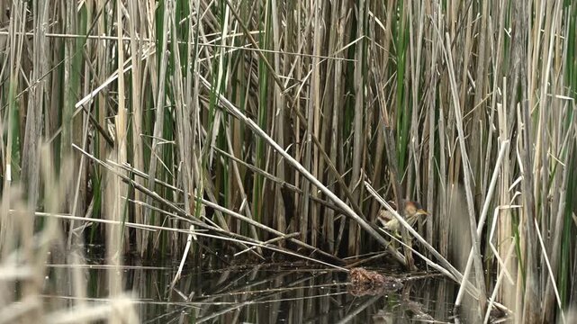 American bittern walking through marsh vegetation, drinking water, and taking flight in a natural wetland habitat.