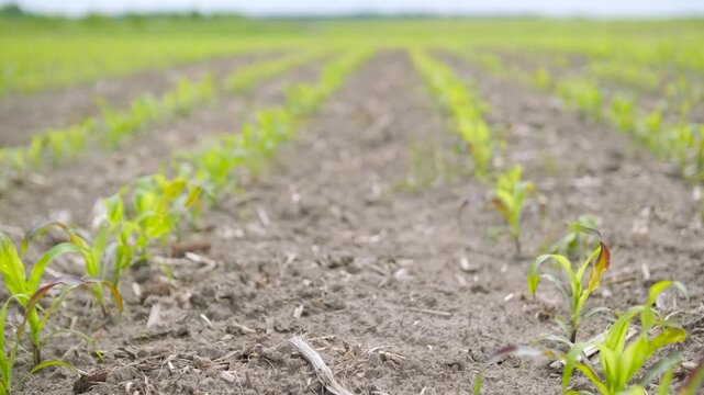 Low angle tracking shot of a farmer's legs in black boots and light blue jeans walking through an agricultural field. Rows of young green corn seedlings grow in the dry, tilled soil.
