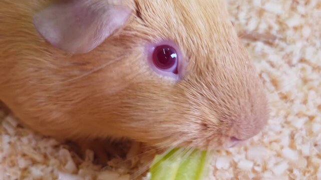 Guinea pig eats fresh green vegetable in enclosure