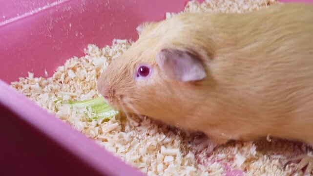 Adorable guinea pig eats crunchy celery in a pink cage
