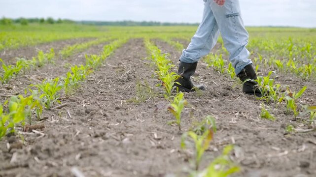 Low angle tracking shot of a farmer's legs in black boots and light blue jeans walking through an agricultural field. Rows of young green corn seedlings grow in the dry, tilled soil.