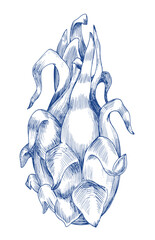 The pitahaya. Handmade ink illustration. For design of cards, cover, prints, product labels and fabric. © Nataliia