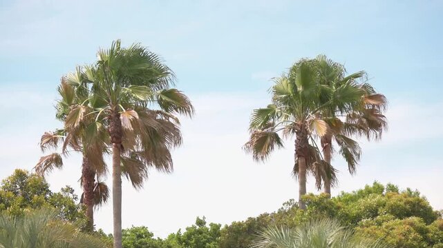 Trees of Mexican washingtonia blowing in the strong wind.