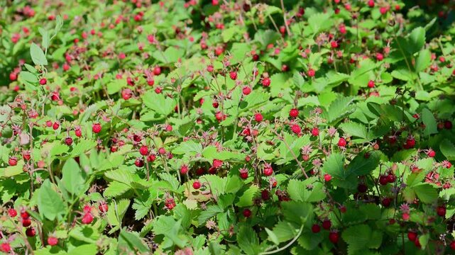 A lush patch of wild strawberries features many ripe, red berries nestled among vibrant green leaves.