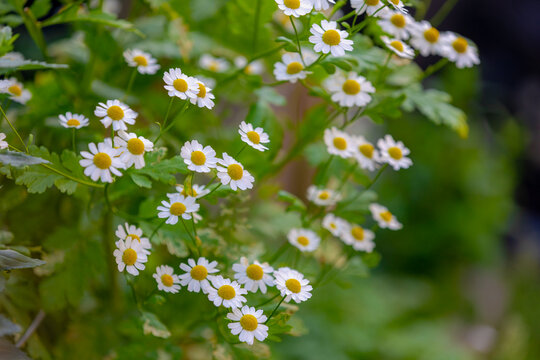 Selective focus of white flowers with yellow pollen and green leaves in garden, Tanacetum parthenium known as feverfew is a flowering plant in the daisy family Asteraceae, Natural floral background.
