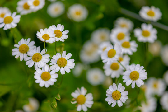 Selective focus of white flowers with yellow pollen and green leaves in garden, Tanacetum parthenium known as feverfew is a flowering plant in the daisy family Asteraceae, Natural floral background.
