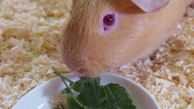 Guinea pig enjoys fresh mint leaves from bowl