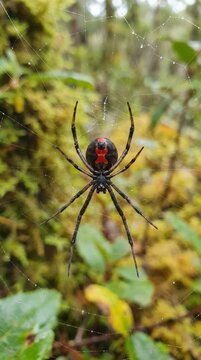 Close-up Portrait of a Redback Spider Positioned Centrally on its Web in a Lush Green Natural Environment