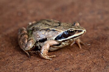 Fototapeta premium Little brown frog on natural background. Wildlife conservation.