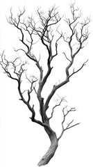 Obraz premium Stark and striking bare tree with intricate, gnarled branches reaching upwards, isolated on clean white background, conveying minimalist natural beauty and resilience of winter dormancy.