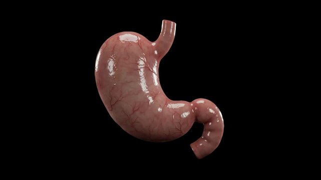 realistic human stomach anatomy rotating 3d medical organ model digestive system healthcare 4k video loop