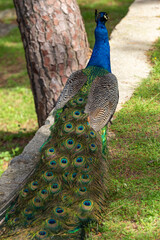 Obraz premium Male Indian peacock Pavo cristatus standing by stone wall showing folded iridescent train feathers in outdoor park, back viewf