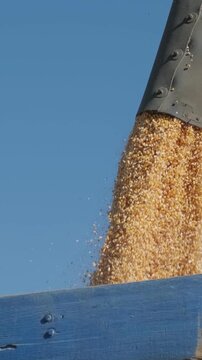Combine harvester working in a large dry corn field during the autumn harvest season, kicking up dust under warm golden sunlight.