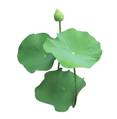 Fototapeta premium Lotus or Water lily or Nymphaea flower. Close up white lotus flower on lotus leaves isolated on transparent background. 