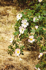 A rosehip bush with flowers, the ground underneath it is covered with hay © hanna_photo