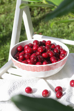 Bowl of Freshly Picked Sweet Cherries on a White Wooden Chair in an Orchard, Summer Harvest in the Countryside