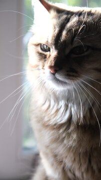 Cashmere Bengal cat lounging comfortably at the window on a sunny day. Semi-long-haired cat. Soft morning light, Enjoying sun beam. Relaxing on the balcony floor and looking window. Funny pets.