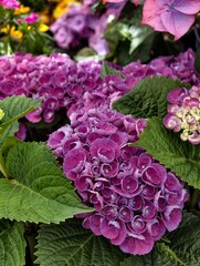 Close-up of vibrant purple hydrangea bloom among green leaves © Waldemar