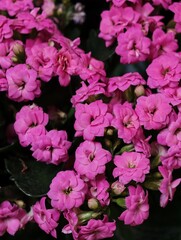 Fototapeta premium Cluster of vibrant pink Kalanchoe blossoms with glossy green leaves