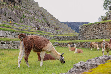 Fototapeta premium Llamas grazing among ancient Inca stone ruins at Machu Picchu