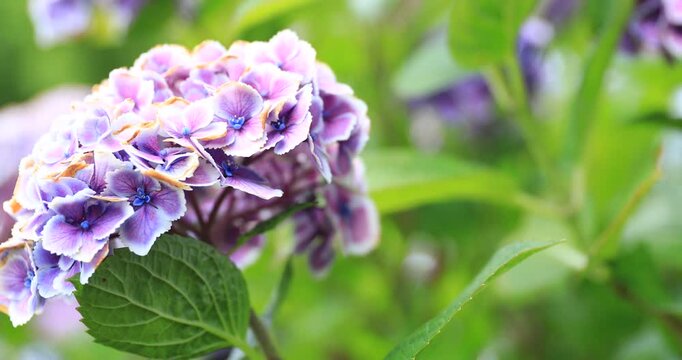 Hydrangea in Early Summer Light &ndash; 4K RAW Natural Bloom (No Audio)