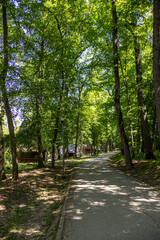 Fototapeta premium Shaded Walking Alley through Lush Green Forest Trees