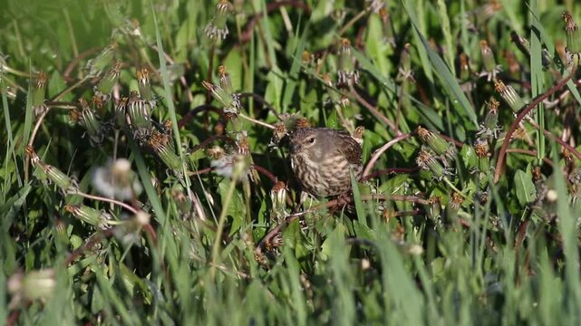 Female Common Linnet Bird Foraging and Eating Dandelion Seeds in Green Grass