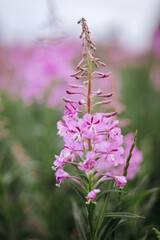 Obraz premium Close-up of beautiful bright pink blooming fireweed flowers growing in a lush green summer meadow.