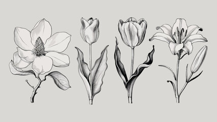 Vintage hand drawn botanical illustration set featuring elegant monochrome line art sketches of magnolia tulips and lily flowers with leaves © AMELIA